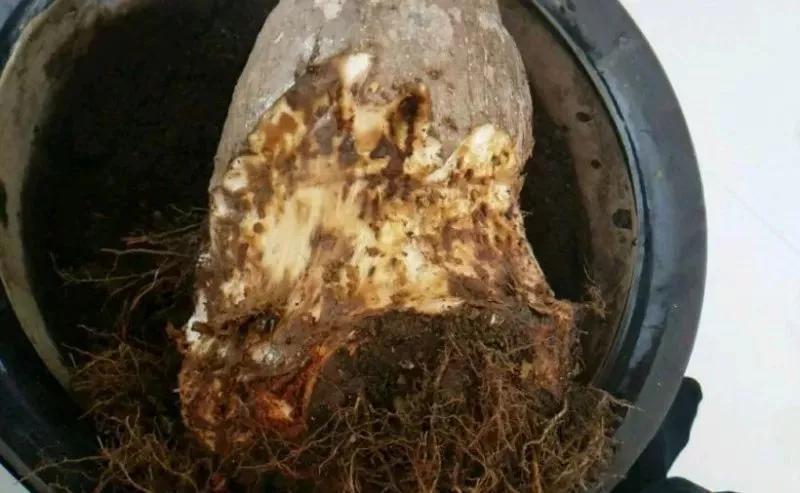 栀子花月季花叶子发黄有黑斑点,茉莉栀子花叶子发黄怎么办