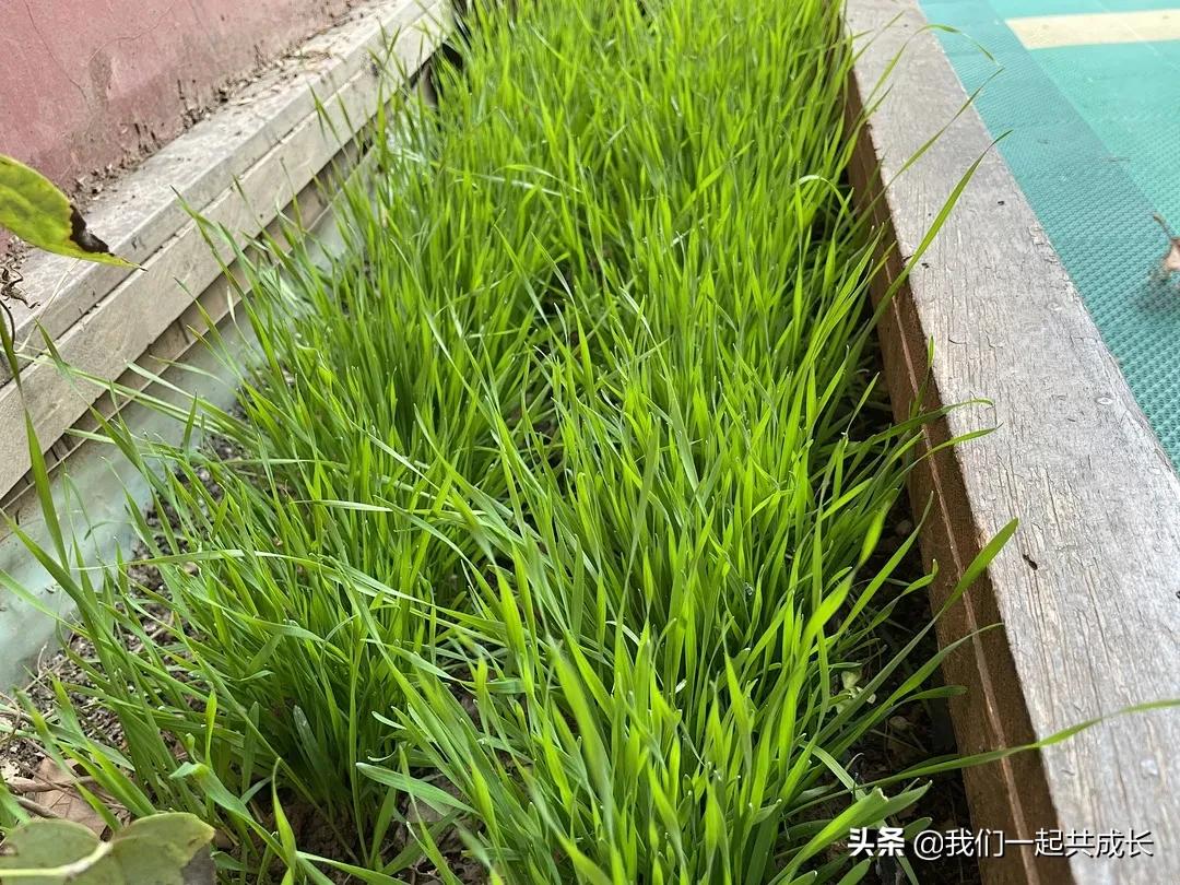 寻一抹秋色，遇一片美好：济南市启明星幼儿园的秋之美