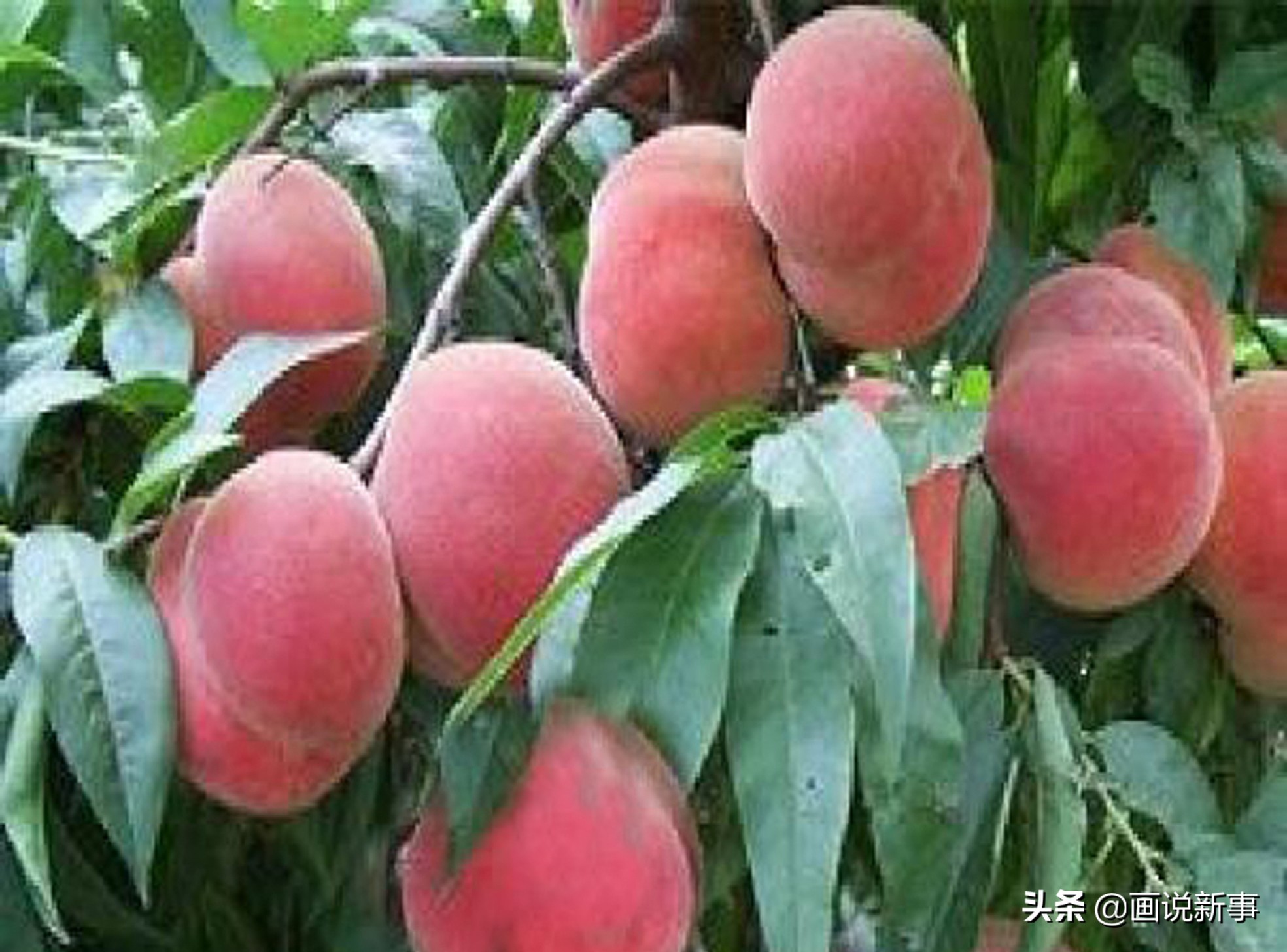福建桃子网红,福建连城拳头桃