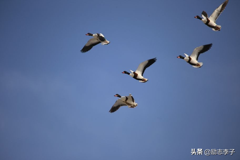 宁夏候鸟,候鸟监测简报