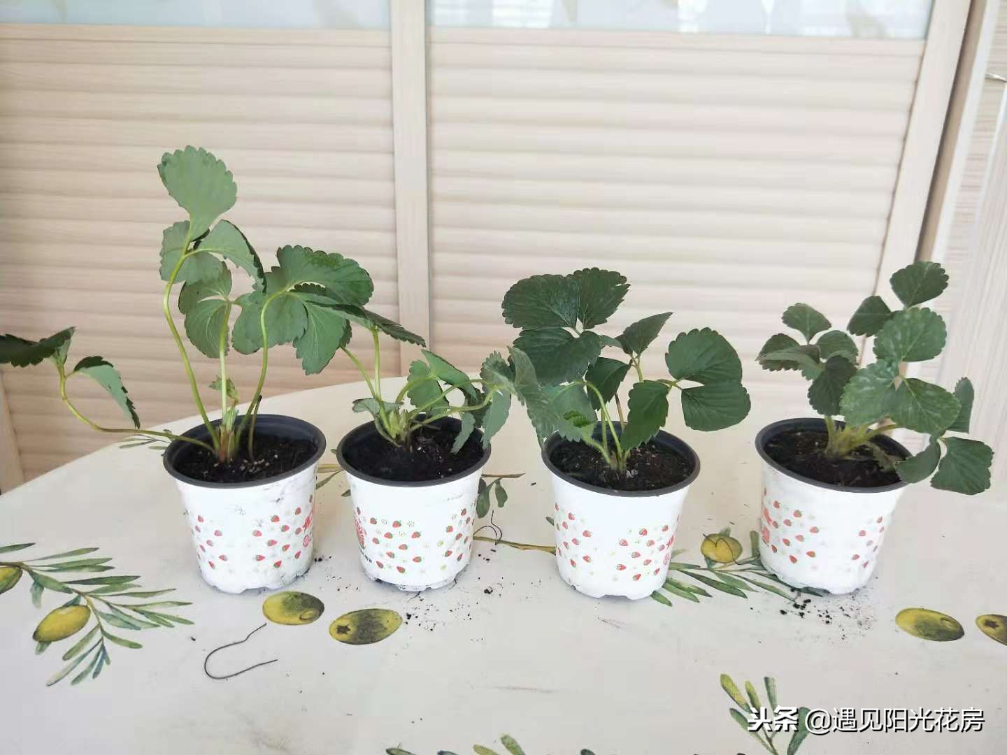 盆栽草莓开花了怎么养护,怎么养草莓才会多开花