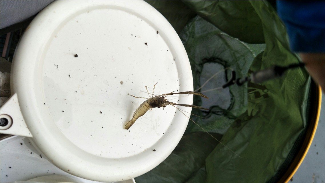 野钓鲫鱼小白条闹窝怎么解决,野钓遇杂鱼闹窝咋办