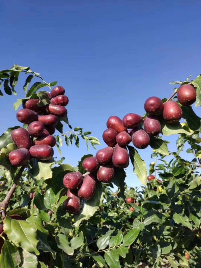 *疆新**干果如何火爆京城_你若不勇敢_谁替你坚强_卓二姐与你分享