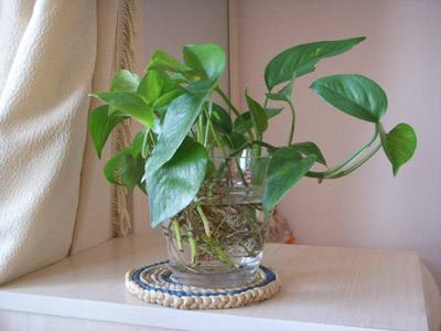 水培植物蚊虫怎么消灭,水培植物蚊子