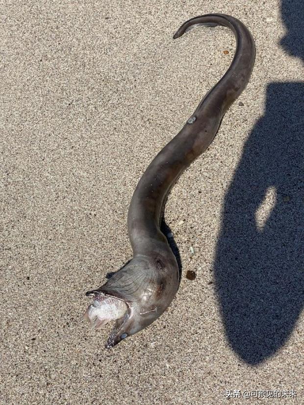 大自然的奇妙之处写话,大自然的奇妙之处作文350字