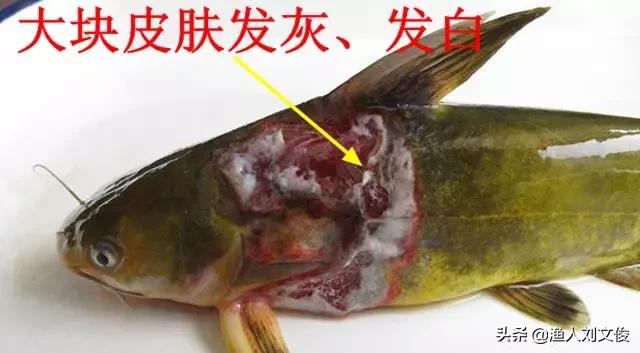 黄颡鱼烂鳃是怎么回事,黄颡鱼腐皮烂身