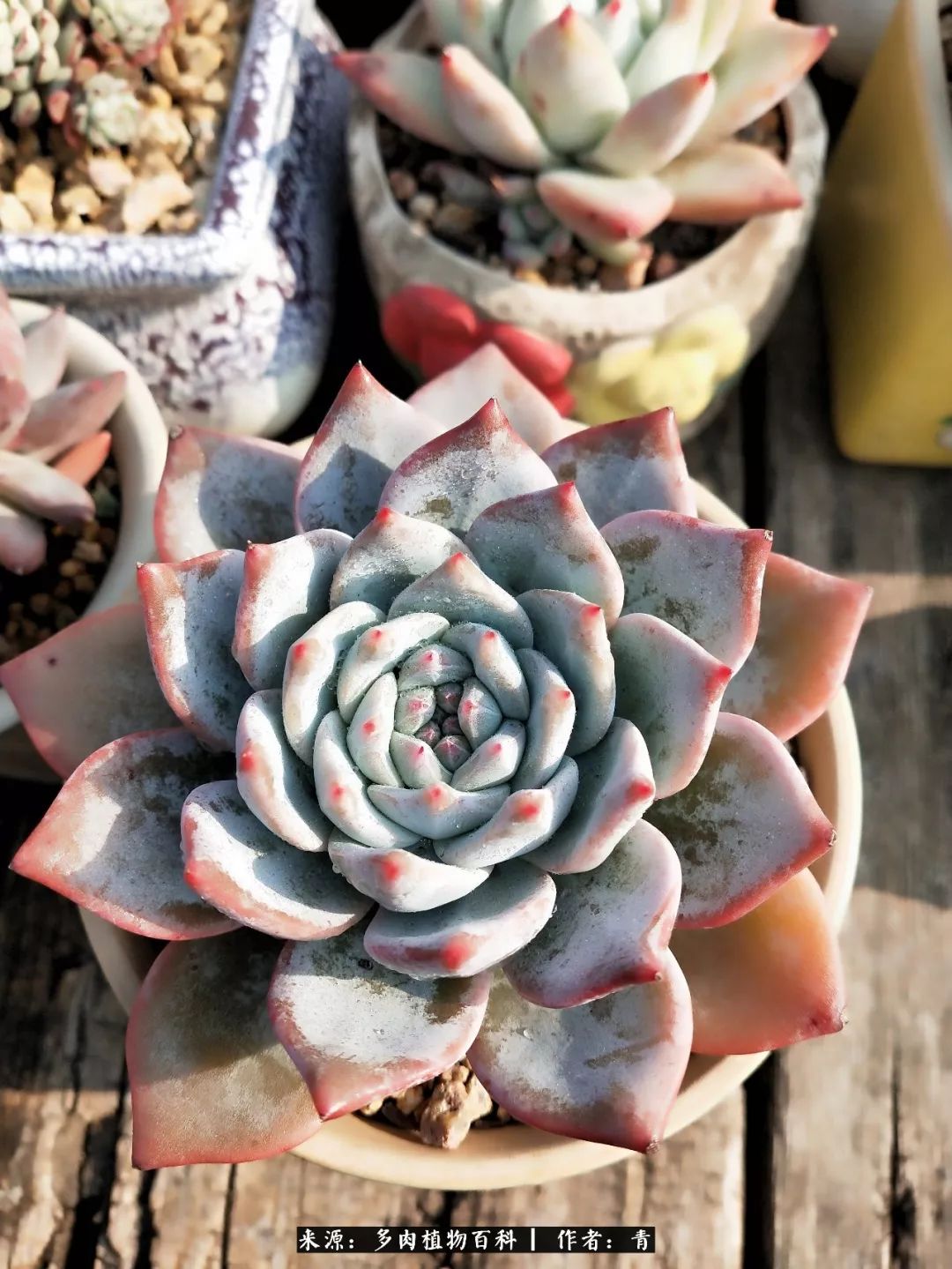 入坑多肉无法自拔,沉迷多肉无法自拔