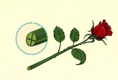 有颜色的玫瑰是怎么做出来的,白玫瑰怎么做七彩玫瑰