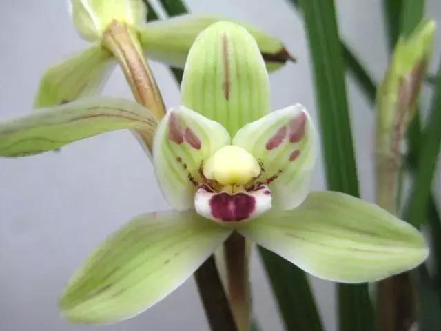 翠绿的兰草,茂盛的兰草