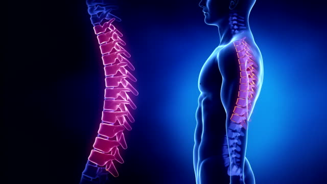 健身中如何矫正驼背圆肩？4个动作轻松恢复正常体态