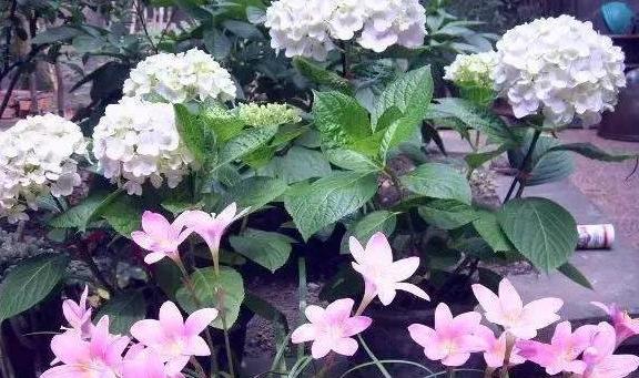 锯末发酵的养花肥料有哪些,喜欢养花就避免不了虫害