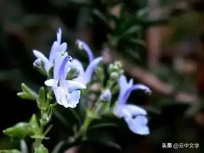 花语大全100种花图片,100种花的花语太全了