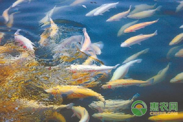 三文鱼价格最新行情走势,鲜三文鱼多少钱一斤整条