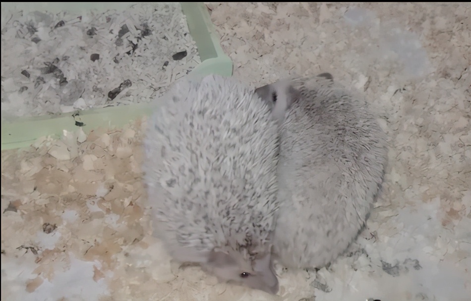 刺猬的自然繁育方式,刺猬的繁殖方式是什么