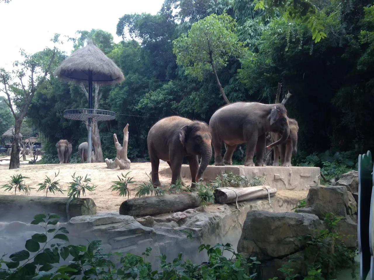 广州长隆野生动物世界游记300字,广州长隆野生动物园游记