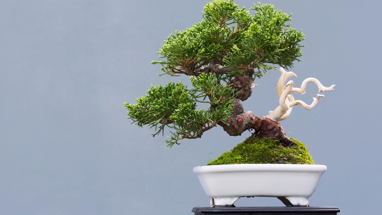 松柏翻盆时候盆面青苔要去除吗,松柏类树的换土方法