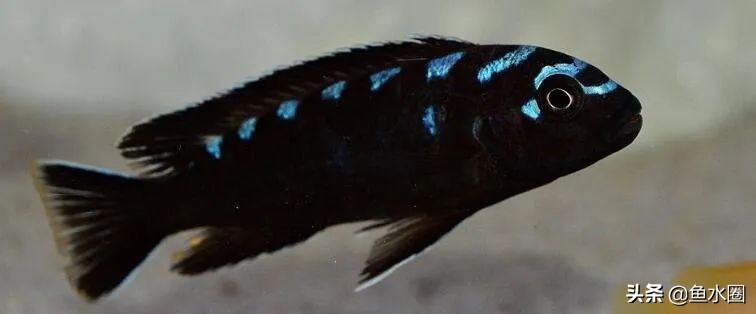 新手入坑教程原神,新手入坑有什么注意事项