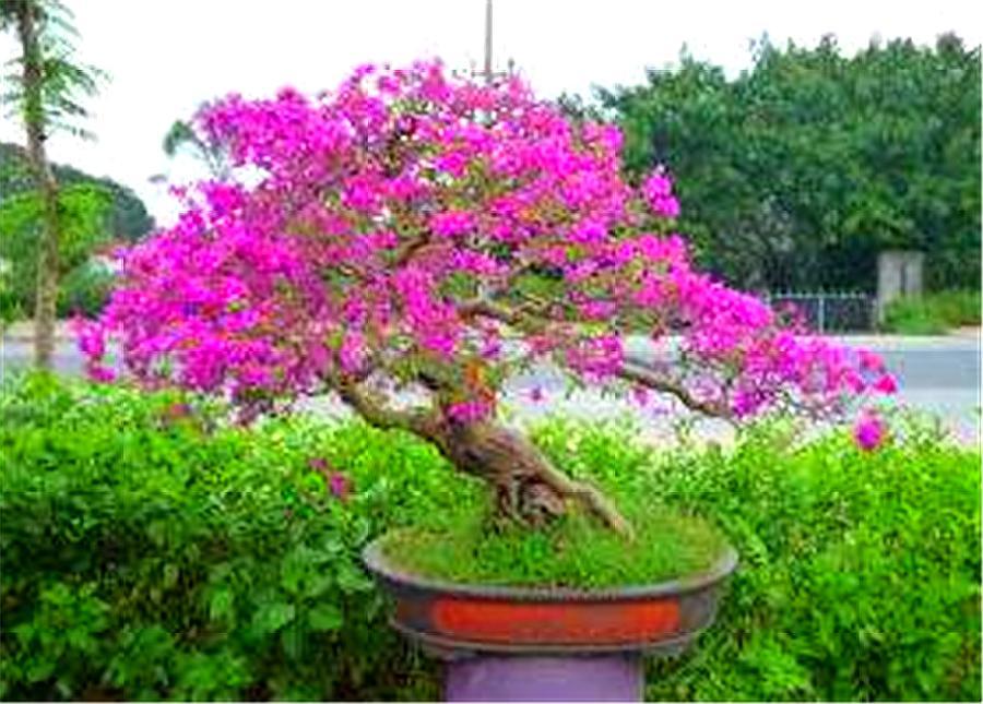 三角梅最怕冻伤冻害，做好这5件事，到了春天就爆盆