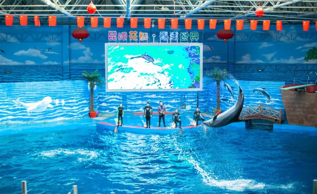 海洋剧场秀、丛林萌宠乐园、风车向阳花，昆明热闹新春，属于它