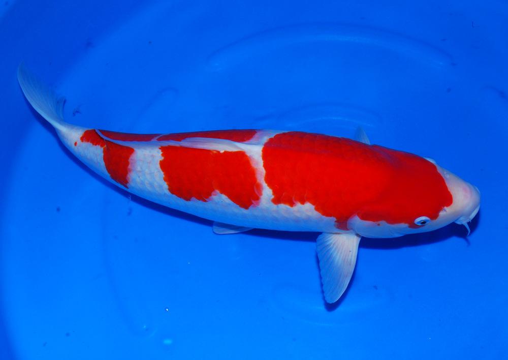 锦鲤买回来两月不吃食怎么办,买回来的锦鲤有一条不吃怎么回事