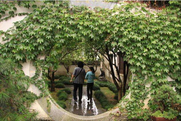 爬山虎植物的优缺点,草本爬山虎植物图片