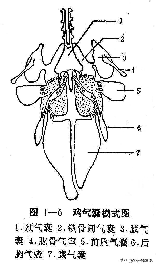 鸡脖子肿大有气囊炎症状,鸡气囊炎是由什么引起的
