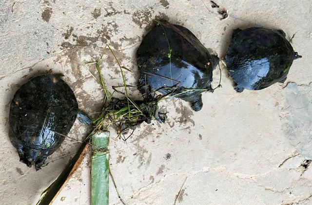 野外钓到的巴西龟不吃东西,钓到一只金黄色的龟