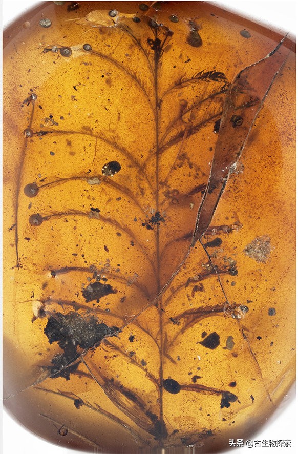 琥珀发现恐龙羽毛了吗,琥珀里面有恐龙羽毛