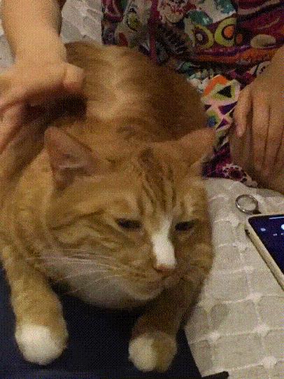 猫咪夏季好物推荐平价,猫咪防抓好物推荐