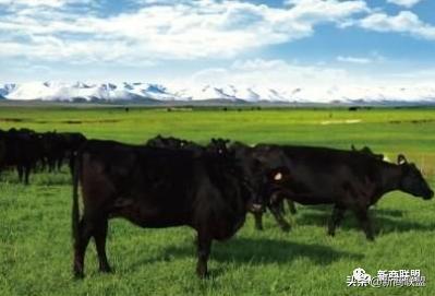 新疆华凌农牧科技开发有限公司,华凌农牧业