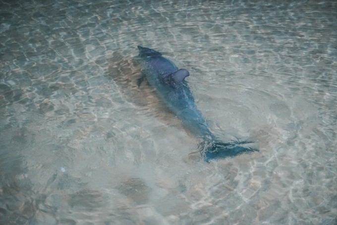 澳洲观鲸攻略,澳洲观鲸之旅