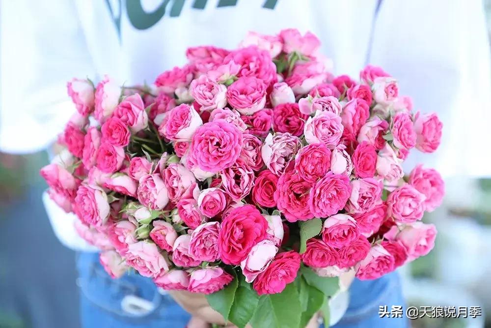 哪些月季品种抗病强,抗病性好月季有哪些