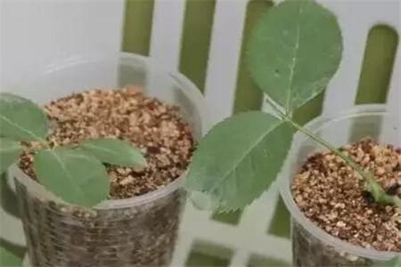 十种最省钱的扦插方法,最简单的扦插方法赶紧学起来吧