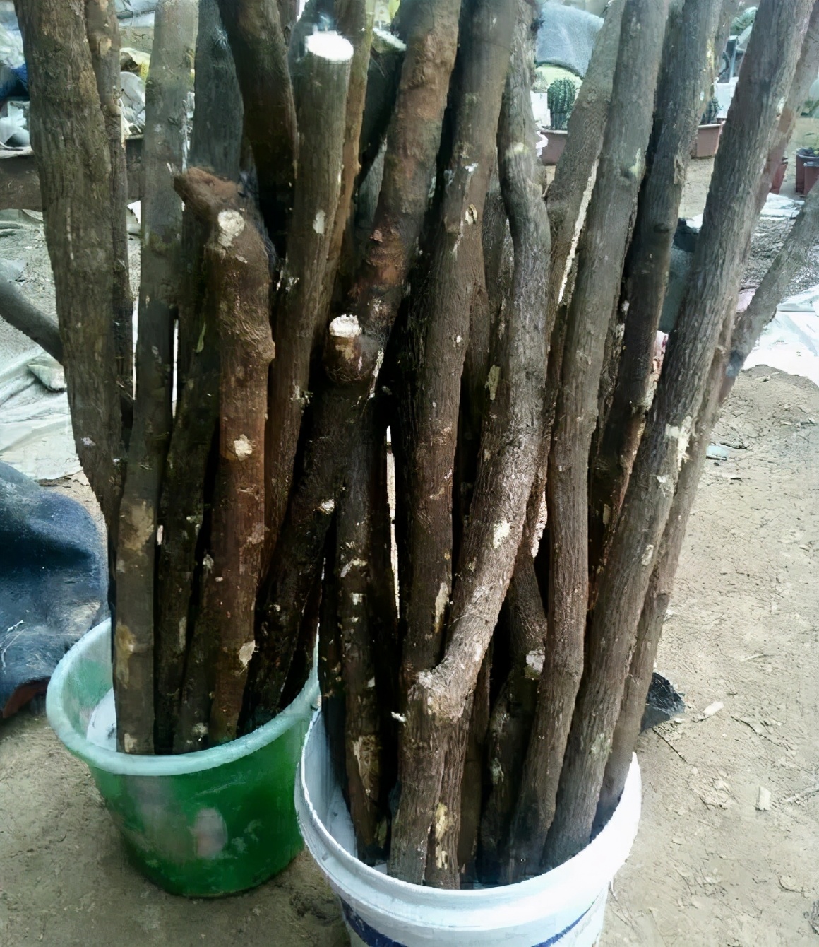 一根枝条插土里怎么生根,下山老桩扦插生根最快方法