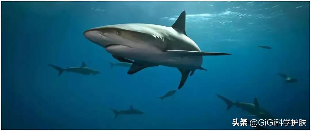 角鲨烷和角鲨的关系,角鲨烯和鲨鱼的关系