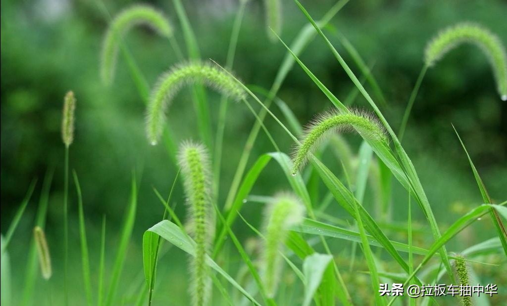 抗性杂草~狗尾草（附防除办法）