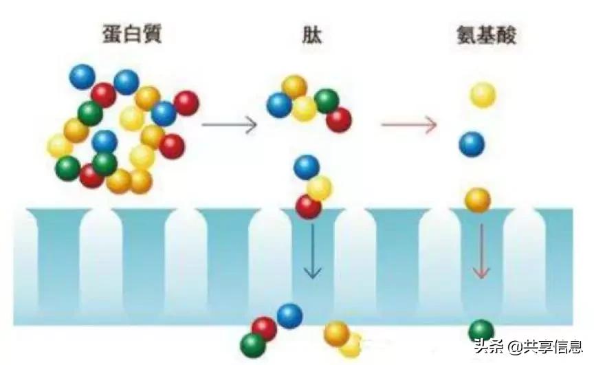 有什么办法真正补充胶原蛋白,胶原蛋白到底要怎么补充