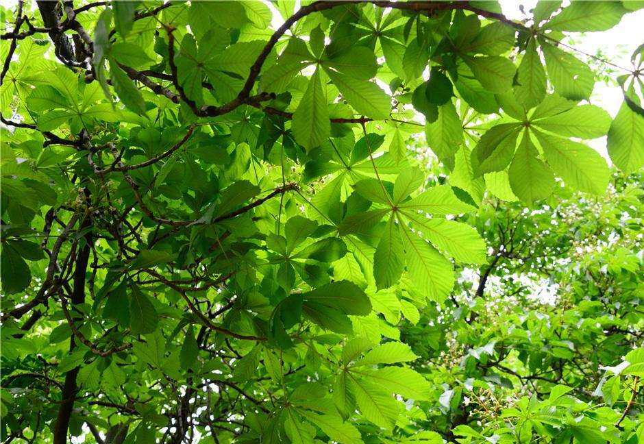 说文解字诗经考点,诗经说文解字108课