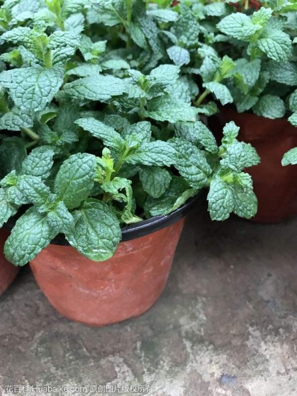 朋友家掐点薄荷塞土里，很快窜到半米高，摘点泡水清凉醒脑！