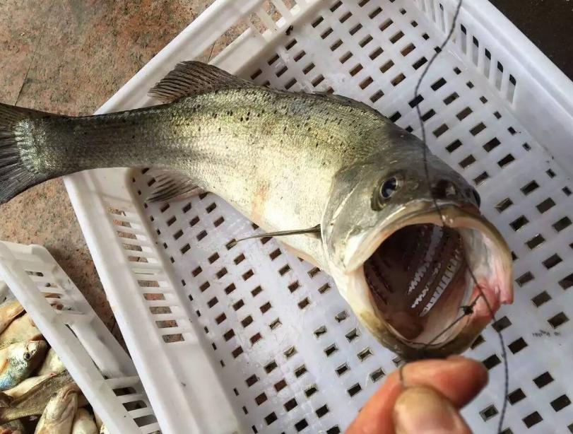 怎么选鲈鱼才是最好的,怎么挑选市场上卖的鲈鱼