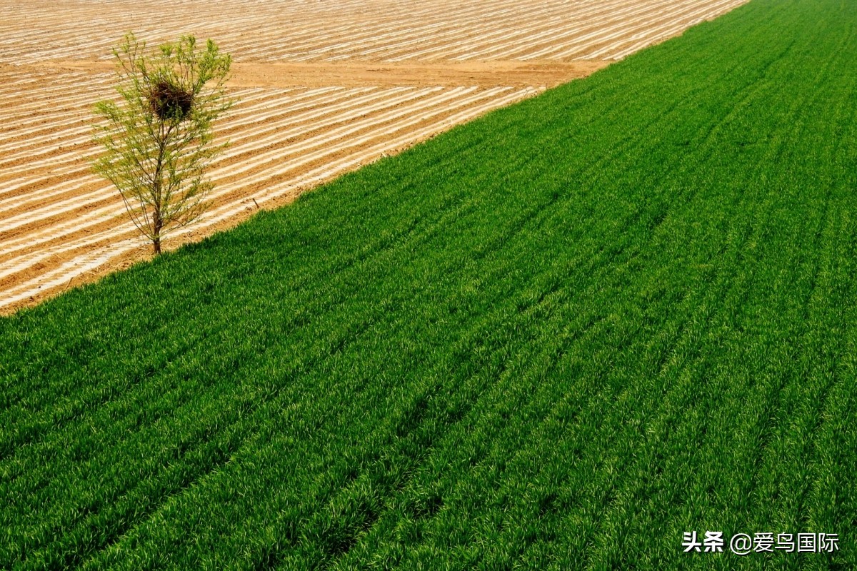 观鸟大年,观鸟作品100幅