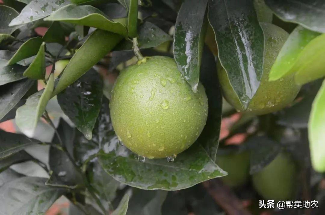 带有柠檬味的橙子,自带柠檬清香