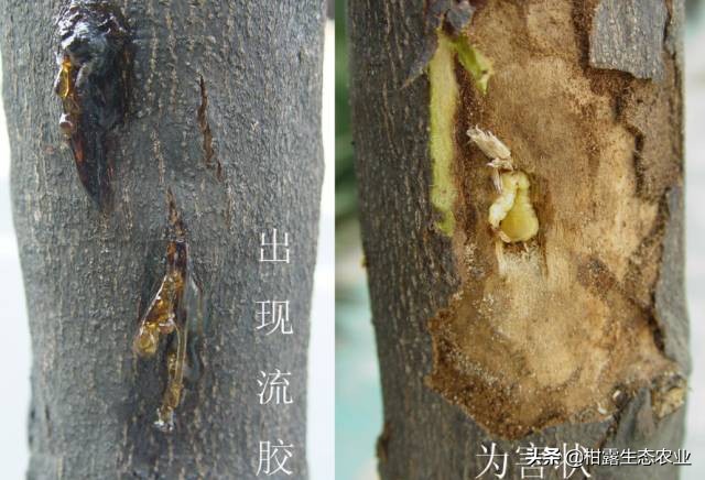 柑橘种植技术及病虫防治,种柑主要病虫害