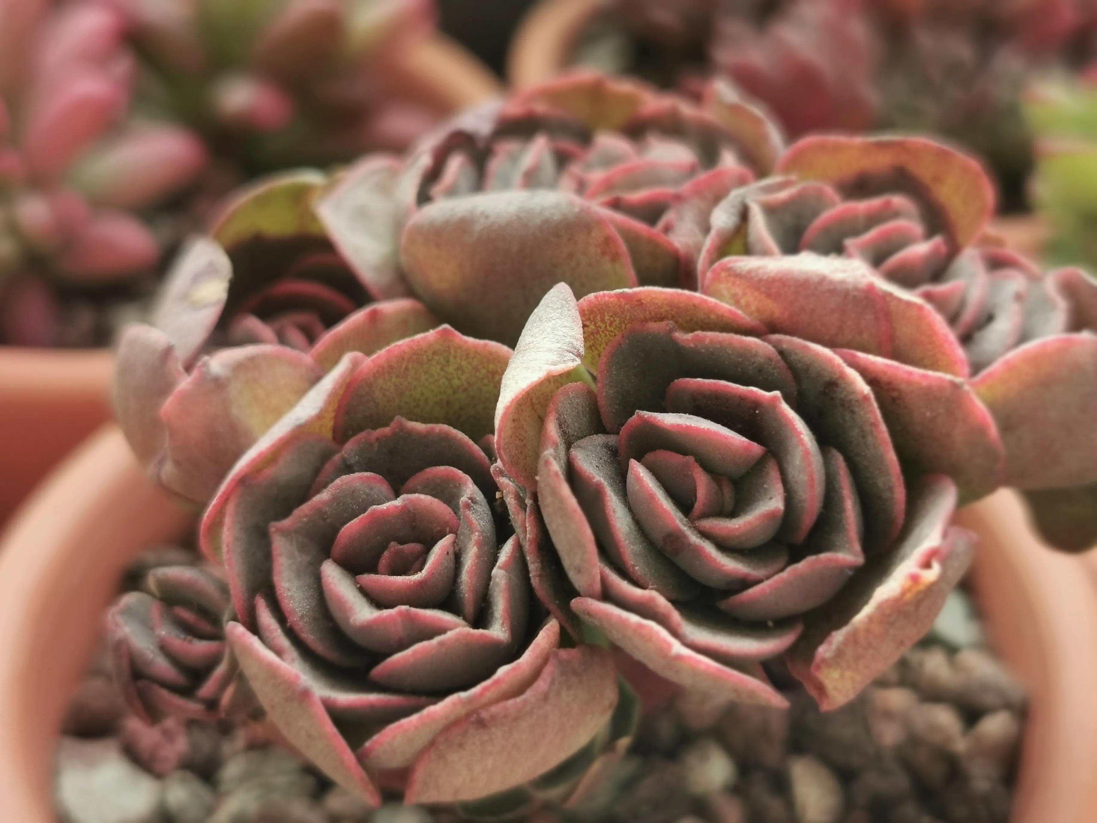 多肉品种大全大集合,多肉35元一盆图片