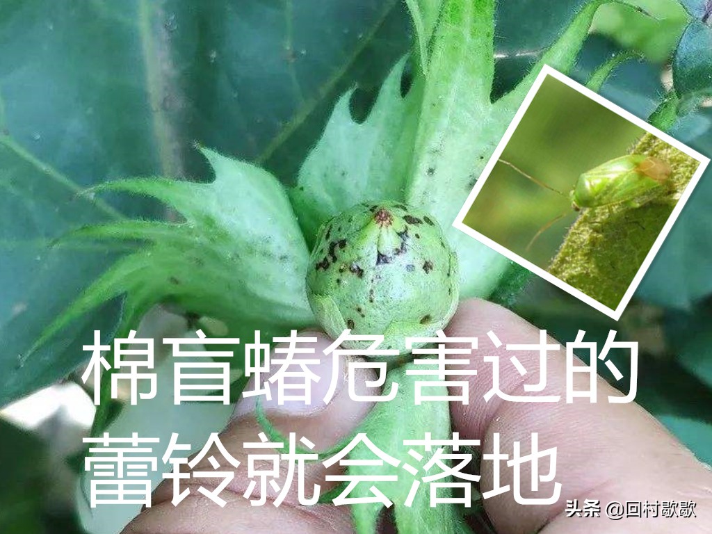 棉叶蝉虫害防治方法,棉花芒蝽象防治