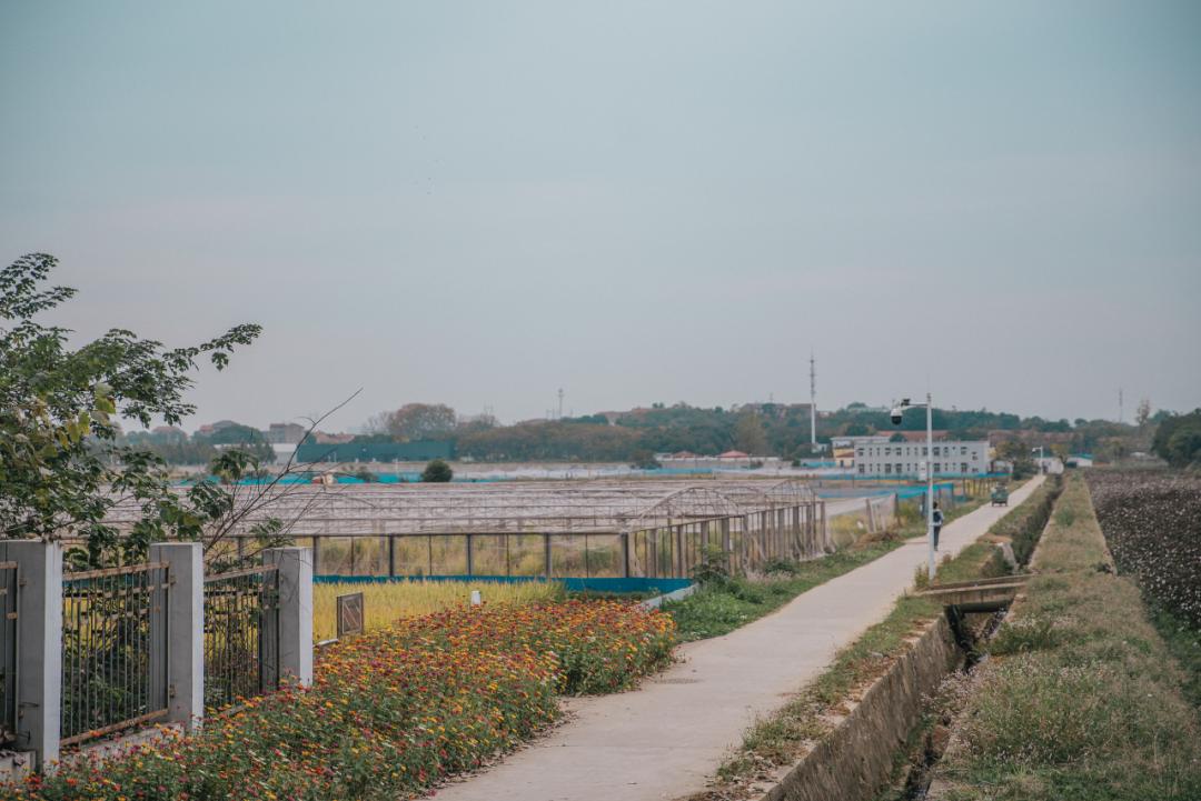 又是全国第一！华中农业大学，全体武汉人的骄傲