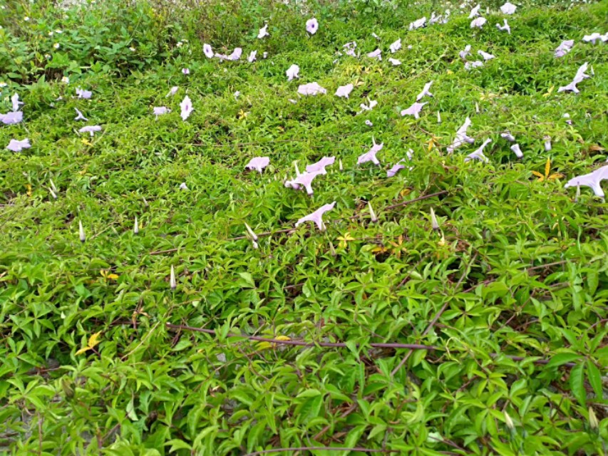 开往春天的广东列车,开往春天的列车是开往哪的