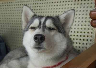 紫鑫药业董事长郭春林,郭春林紫鑫药业