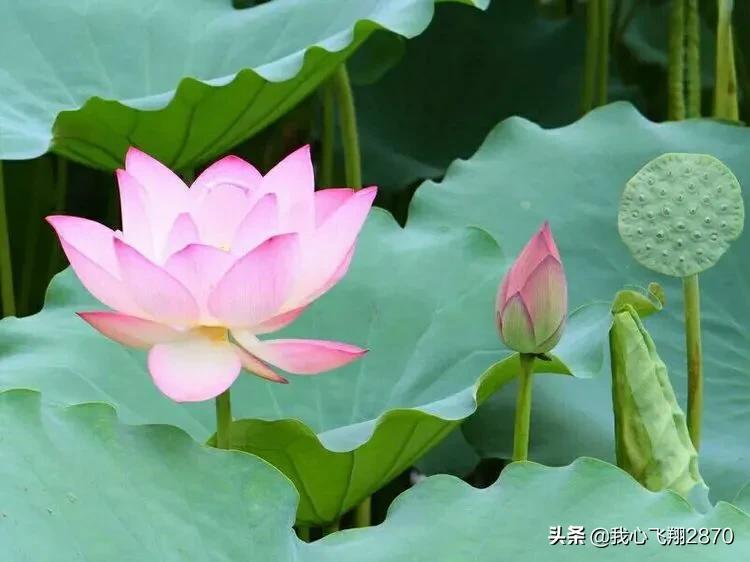 杨万里写荷花的诗小荷才露尖尖角,杨万里的荷花诗