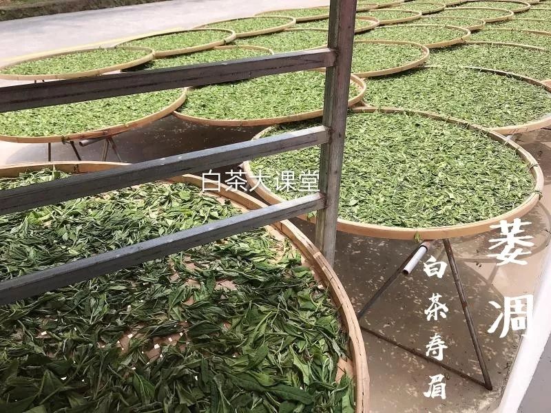 白茶是什么滋味,白茶讲的什么